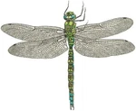 Paperproducts Design Libellule Dragonfly Beverage/cocktail NAPKINS,5"X5" New. Price: $10.95.
