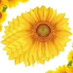 50 Packs Sunflower Paper Disposable Placemats 13 Inch Summer Table New. Price: $21.21.