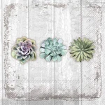 Boston International Ihb 3-PLY Cocktail Napkins, 20-COUNT Succulent Design New. Price: $15.90.
