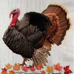 75-PACK 2-PLY Disposable Thanksgiving Napkins Harvest Turkey Design, Autumn Fa New. Price: $16.99.