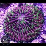 Cs Pink Fungia Plate - Wysiwyg Live Coral New. Price: $216.99.