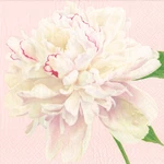 Caspari - Duchess Peonies Paper Cocktail Napkins Blush New. Price: $5.99.